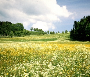 Niebo, Drzewa, Kwiatowa, Łąka