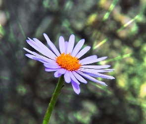 Aster, Tongolski