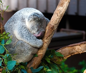 Drzewo, Koala, Śpiący, Miś