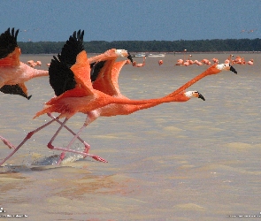 Czerwonaki, Flamingi