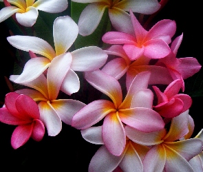 Kwiat, Plumeria