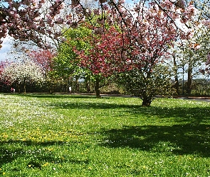 Wiosna, Łąka, Drzewa, Kwitnące