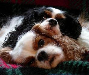 Dwa, Cavalier King Charles spaniel, Psy