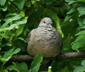 Gołąb, Liście, Gałąź