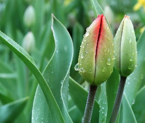 Tulipany, Pączki