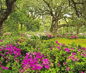 Wiosna, Rododendron, Drzewa, Ogród
