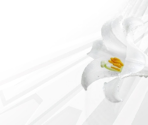 Kwiat, Lilia, Biała