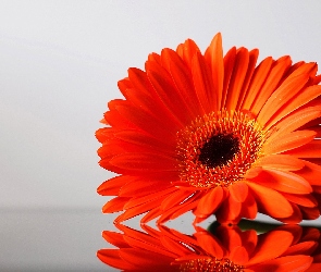Czerwona, Gerbera