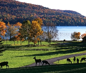 Jezioro, Las, Sarny
