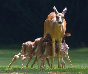 Sarenki, Młode, Sarna, Karmiąca