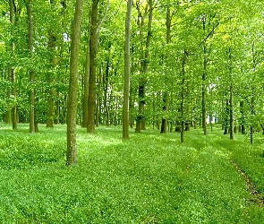 Zielony, Las, Piękny