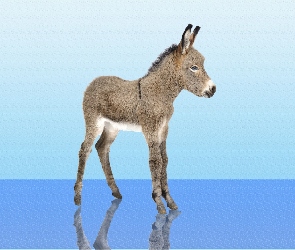 Młody, Osiołek