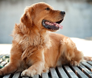 Golden, Retriever, Zdyszany