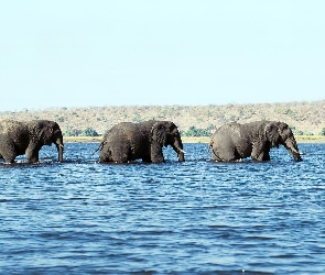 Trzy, Woda, Słonie