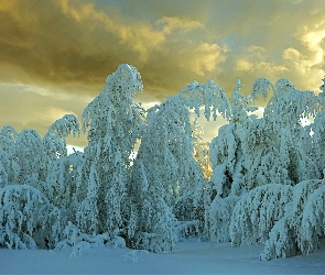 Zima, Śnieg, Chmury, Drzewa