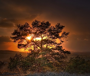 Słońca, Drzewo, Zachód