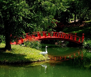 Park, Łabędź, Mostek, Rzeka