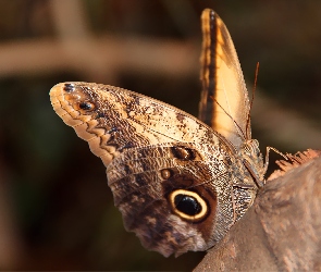 Motyl