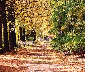 Jesienna, Park, Drzewa, Aleja