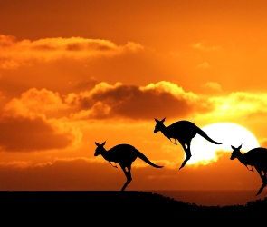 Kangury, Skoki, Słońca, Zachód