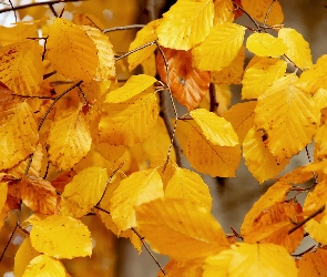 Liście, Jesień, Żółte