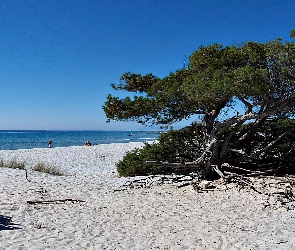 Plaża, Sosna, Morze