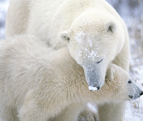 Dwa, Polarne, Misie