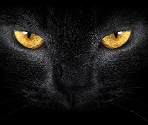 Czarny, Oczy, Złote, Kot