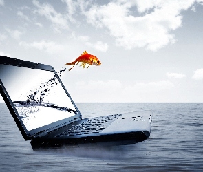 Laptop, Morze, Ryba