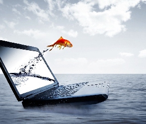 Ryba, Morze, Laptop
