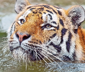 Tygrys, Woda, Głowa
