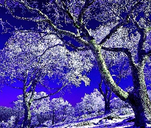 Drzewa, Zima