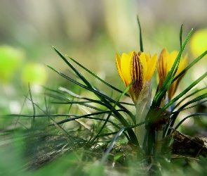 Krokusy, Żółte