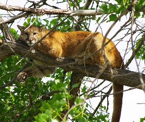 Gałęzie, Liście, Puma
