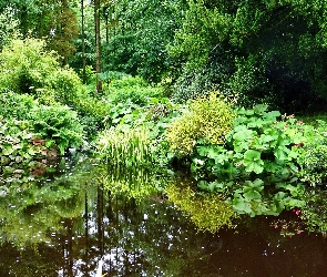 Staw, Rośliny, Park