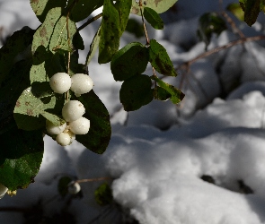 Śnieg, Wody, Śnieguliczki, Gałązka, Owocniki, Krople