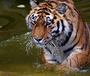 Woda, Tygrys