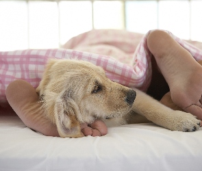 Golden retriever, Pościel, Stopy, Szczeniak, Pies