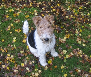 Lakeland Terrier, Trawa, Liście