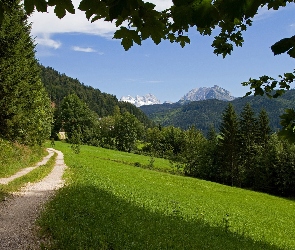 Droga, Góry, Drzewa