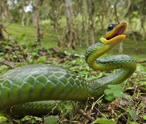 Zielony, Łuski, Atak, Wąż