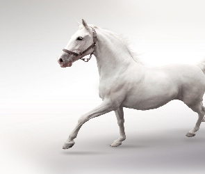 Koń, Biały