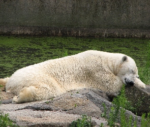 Biały, Polarny, Miś