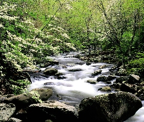 Wiosna, Kamienie, Strumień, Las