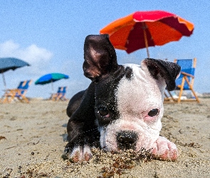 Mops, Parasole, Szczeniaczek, Plaża