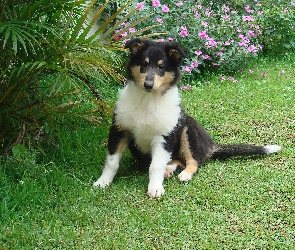 Szczeniak, Owczarek szkocki