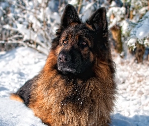 Pies, Zima, Śnieg