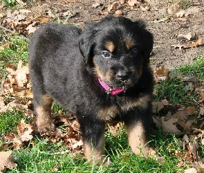 Szczeniak, Rottweiler