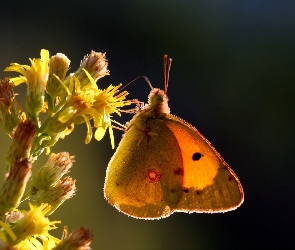 Kwiat, Żółty, Owad, Motyl