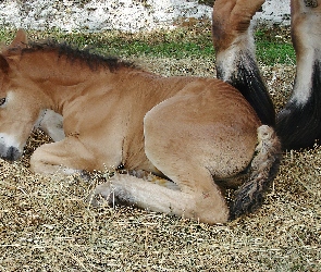 Konik, Siano, Młody